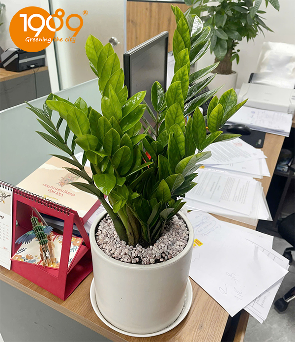 Cây Kim Tiền Để Bàn