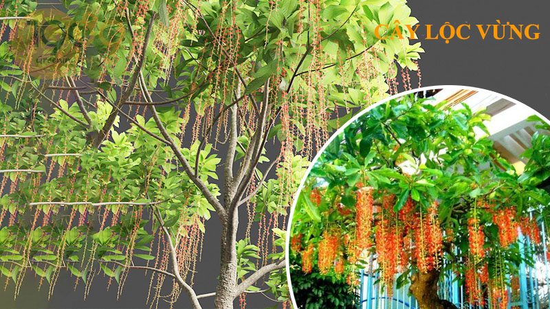 Cây lộc vừng - Tìm hiểu về nguồn gốc, hình thái, công dụng, kỹ thuật trồng và chăm sóc