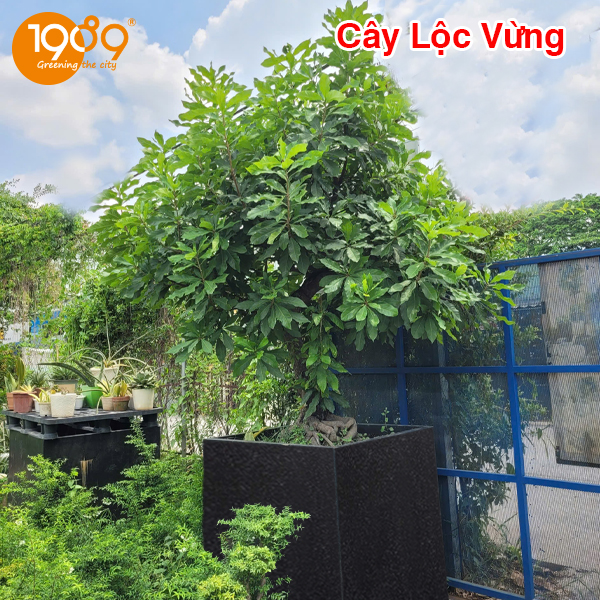 Cây lộc vừng - Tìm hiểu về nguồn gốc, hình thái, công dụng, kỹ thuật trồng và chăm sóc