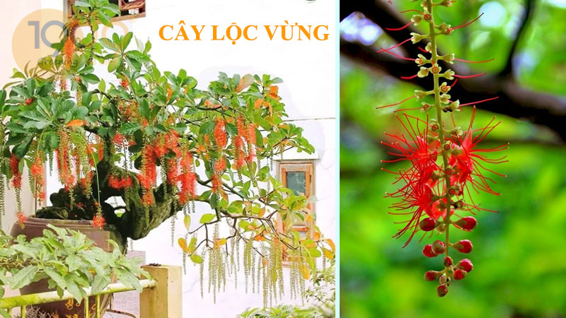 Cây lộc vừng - Tìm hiểu về nguồn gốc, hình thái, công dụng, kỹ thuật trồng và chăm sóc