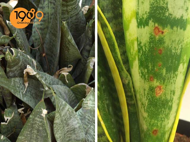 cây lưỡi hổ bị bệnh.jpg