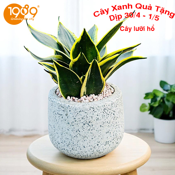 Lưỡi hổ để bàn