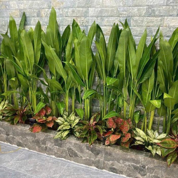 Cây để sàn cho nhà thiếu sáng: 12 lựa chọn xanh mát và bí quyết chăm sóc bất bại