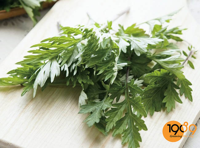 cây ngải cứu cây xanh đuổi muỗi