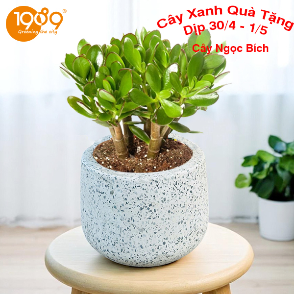 cây ngọc bích cây xanh dịp 30-4 làm quà tặng