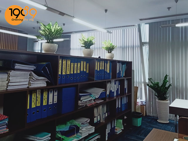 cây ngọc ngân và cây kim tiền thuê cây xanh văn phòng tphcm