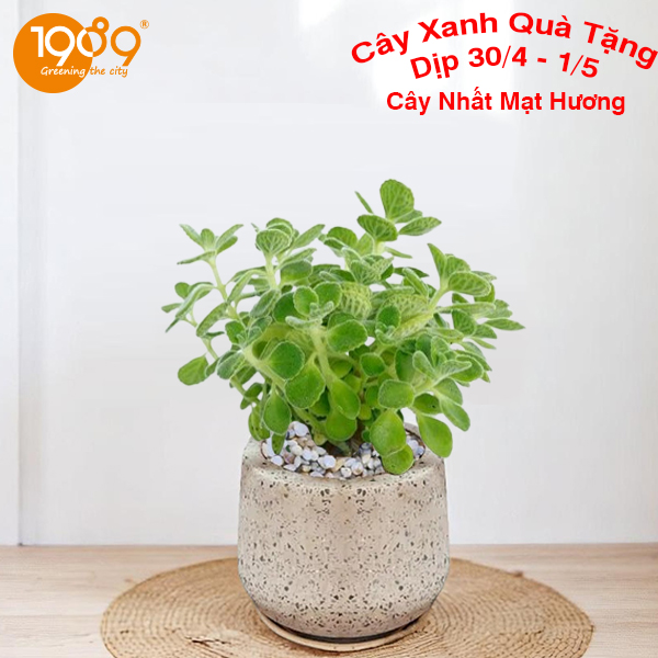 cây nhất mạt hương để ban cây xanh dịp 30-4 làm quà tặng