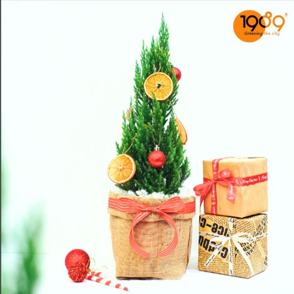 cây noel để bàn