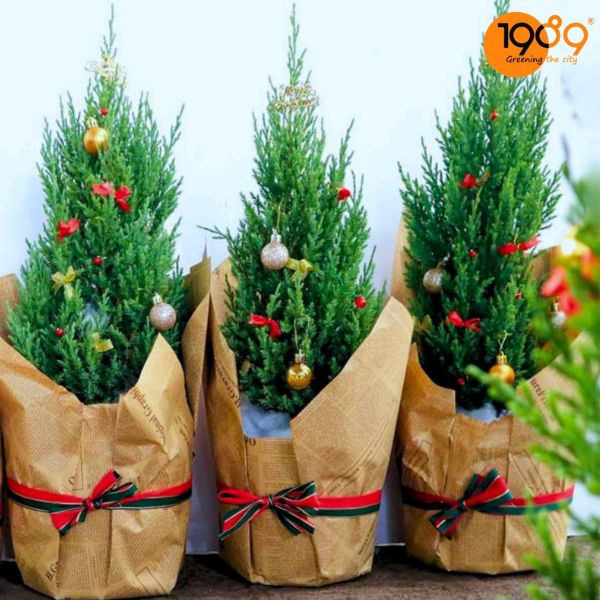 cây noel để bàn