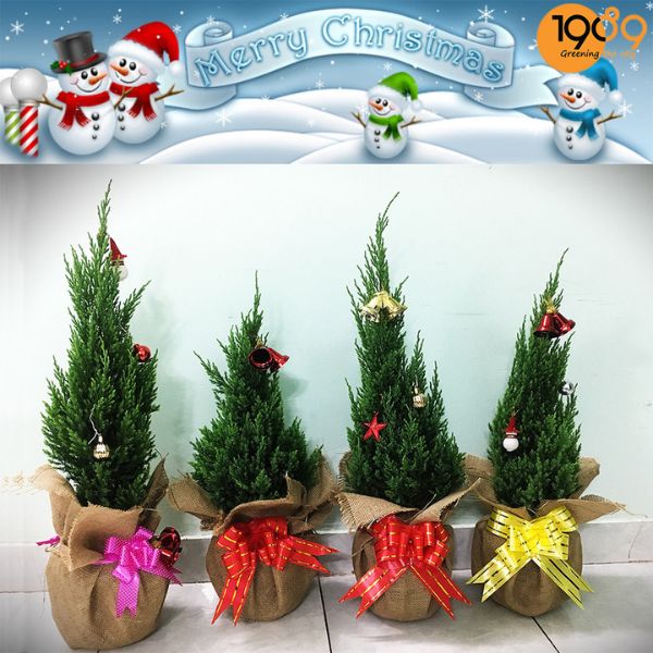 cây noel để bàn