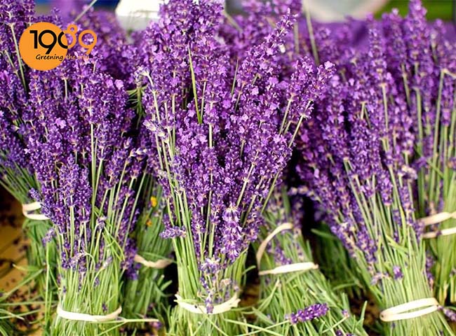Cây oải hương có màu tím xinh xinh