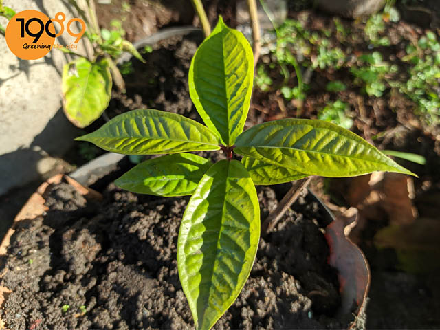 cây ổi trồng cây ăn quả trong chậu