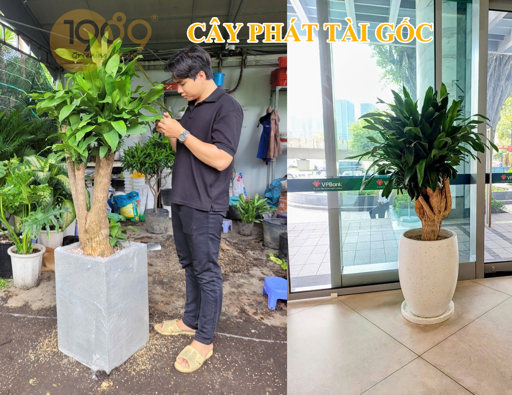 Cây Thiết Mộc Lan Gốc - Cây Phát Tài Gốc