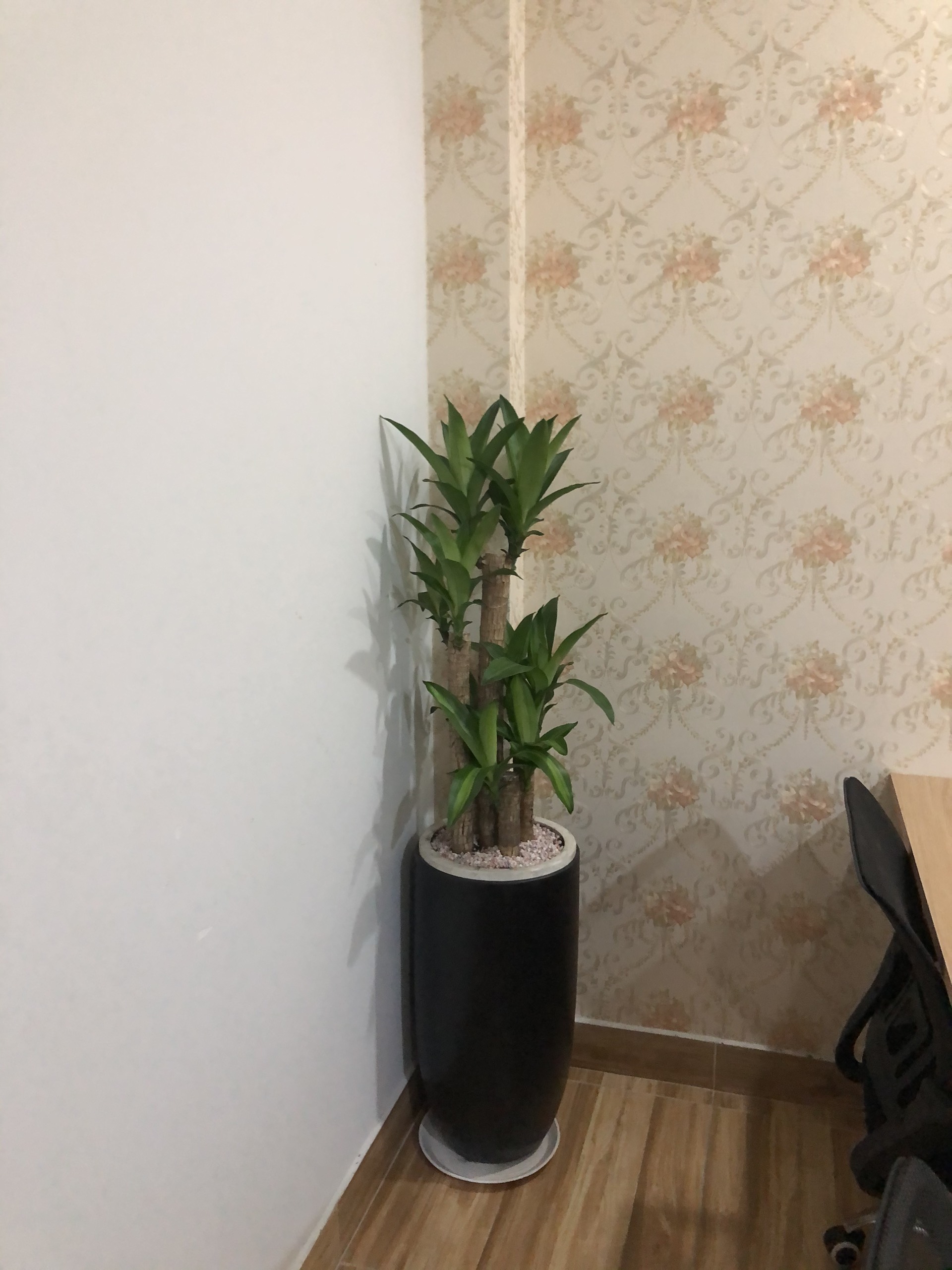 3. Cây thiết mộc lan - Phát tài khúc