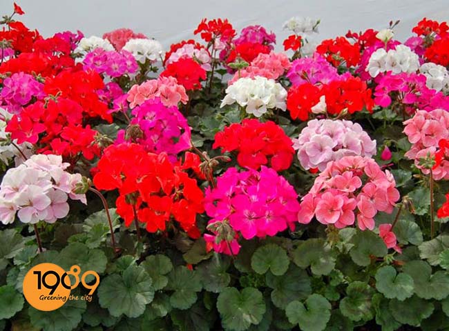 cây phong lữ các loài cây xua đuổi côn trùng