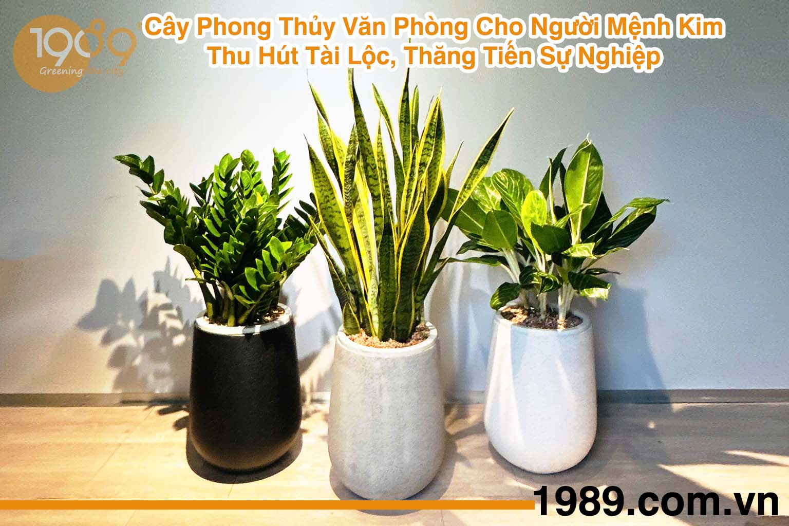 Dịch vụ thuê cây văn phòng trọn gói – Báo giá & tư vấn setup 2026