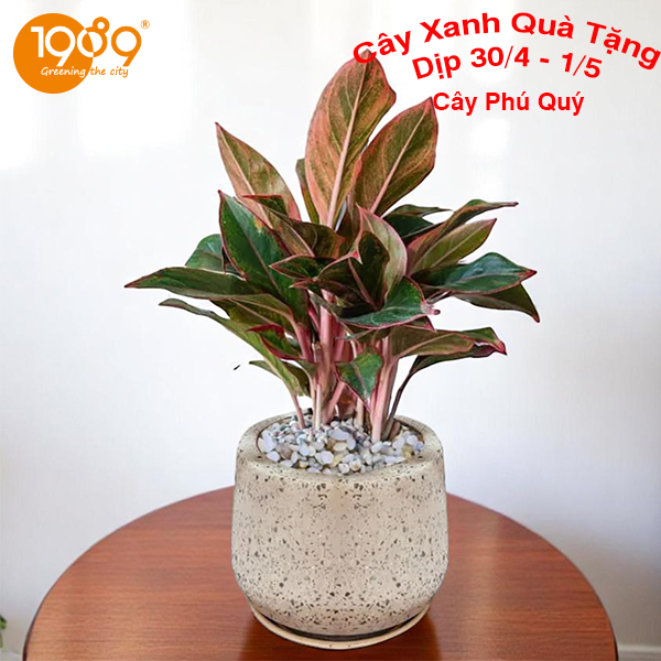 cây phú quý để ban cây xanh dịp 30-4 làm quà tặng