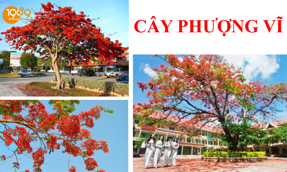 cây Phượng Vĩ