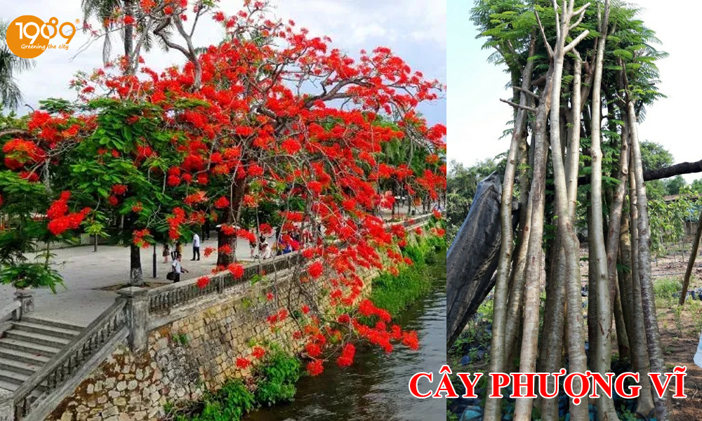 cây Phượng Vĩ