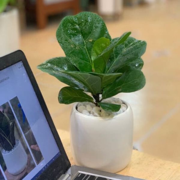 cây quà tặng 20-11