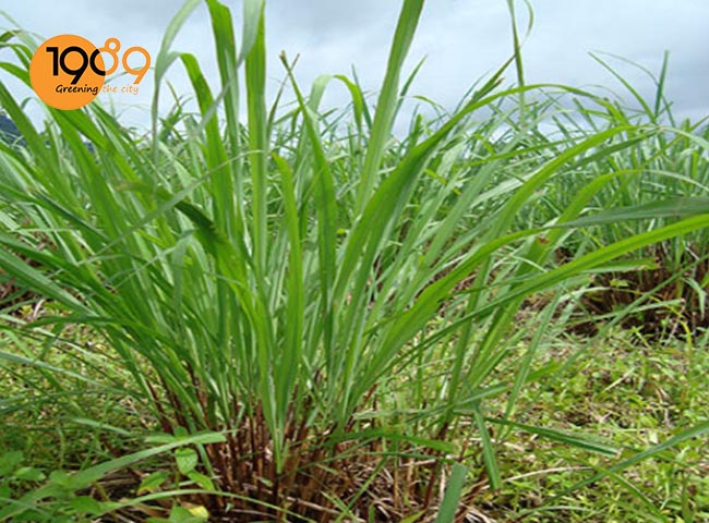 Chanh sả như cây sả chanh với tinh dầu tuyệt vời