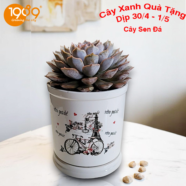 cây sen đá cây xanh dịp 30-4 làm quà tặng
