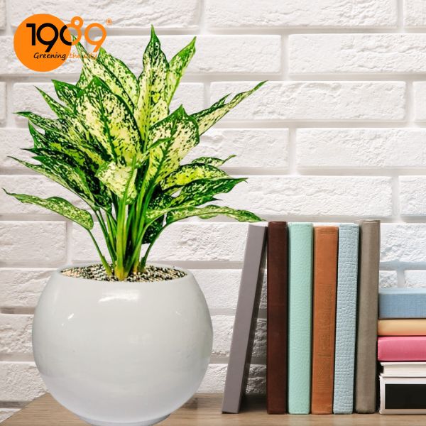 Cây Ngọc Ngân Để Bàn - Làn Gió Xanh Tươi Mát Cho Không Gian Sống