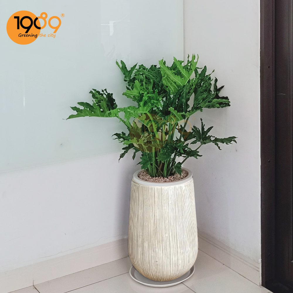 Top Cây Cảnh Đẹp Làm Quà Tặng Khai Trương, Trang Trí Văn Phòng Được Ưu Chuộng