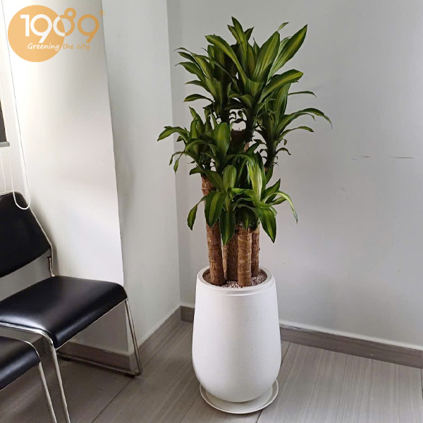 cây phong thủy văn phòng hợp mệnh kim