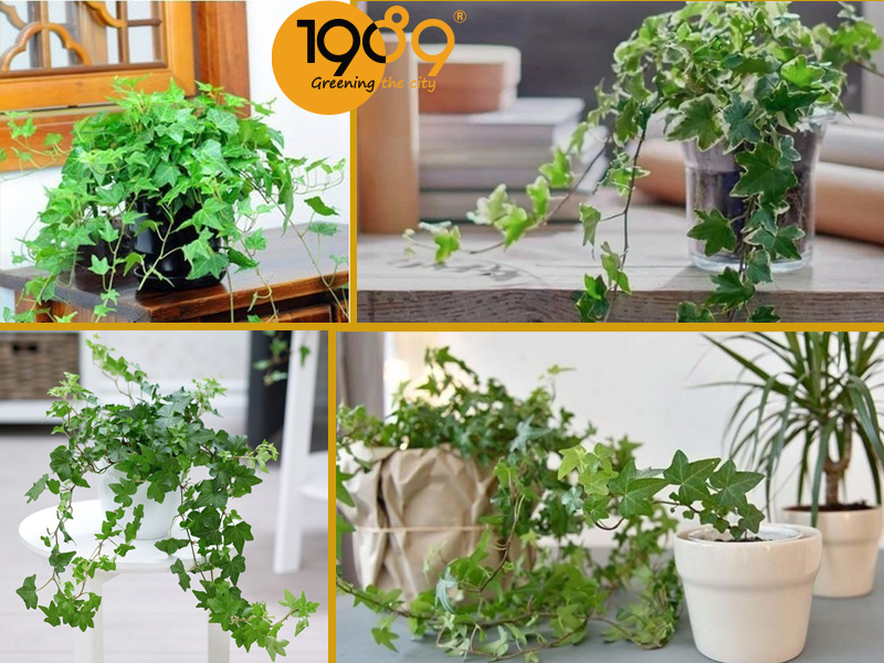 Top 10 Cây Để Sàn Lọc Khí: Trang Trí Đẹp, Làm Sạch Không Gian, Dễ Chăm Sóc