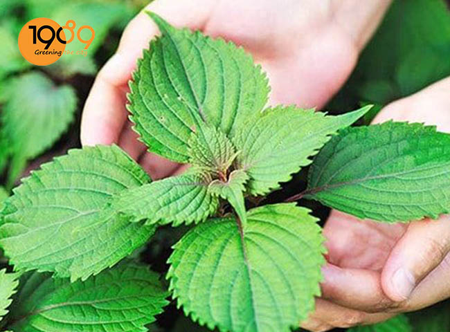 cay tia to cay xanh duoi muoi