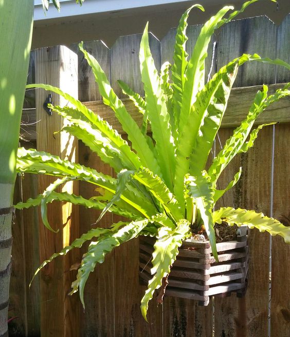 Cây Ráng Ổ Phụng