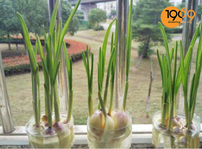 cây tỏi các loài cây đuổi muỗi