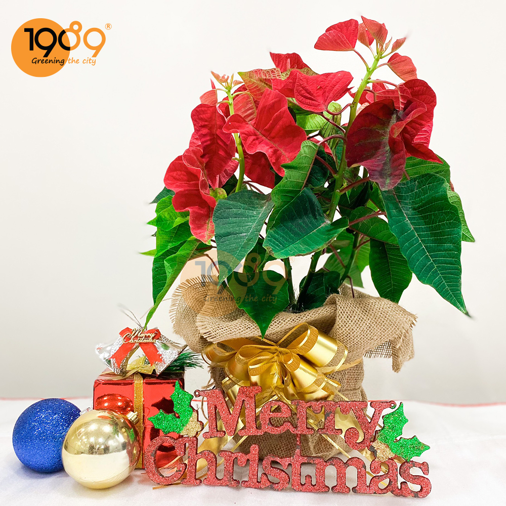 cây trạng nguyên