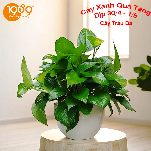 cây trầu bà cây xanh dịp 30-4 làm quà tặng