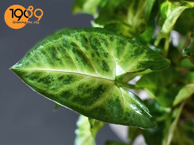 ý nghĩa của cây trầu bà trắng cây tróc bạc cực hay