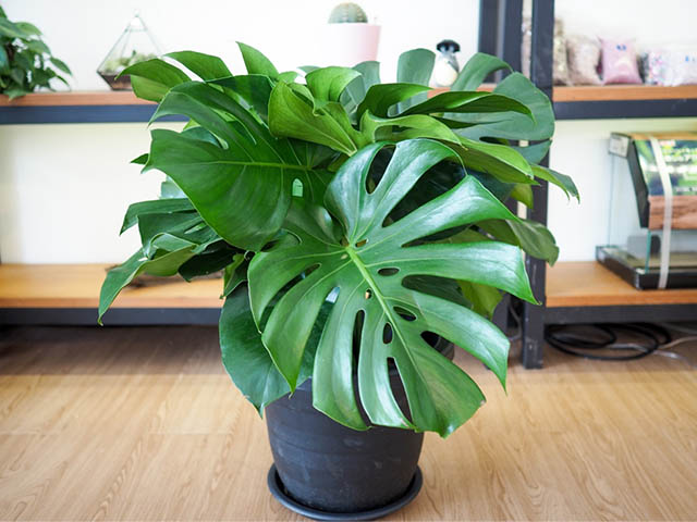 vệ sinh lá cây monstera