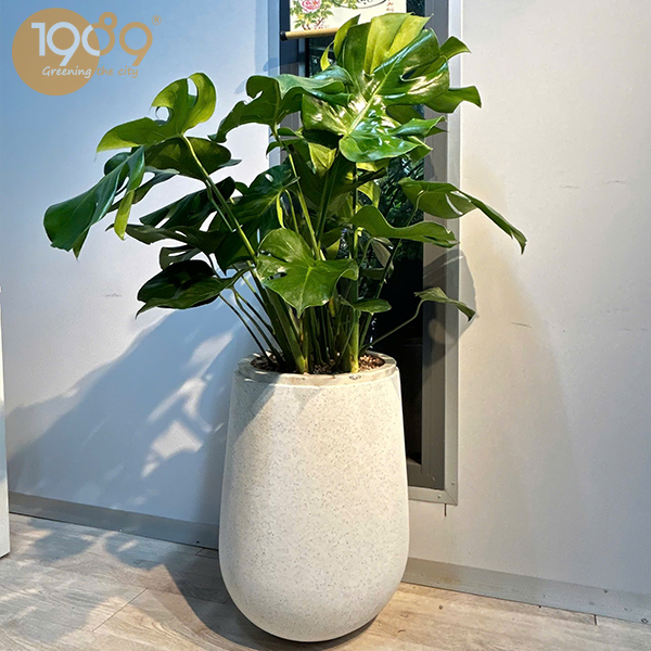 Cây trầu bà nam mỹ