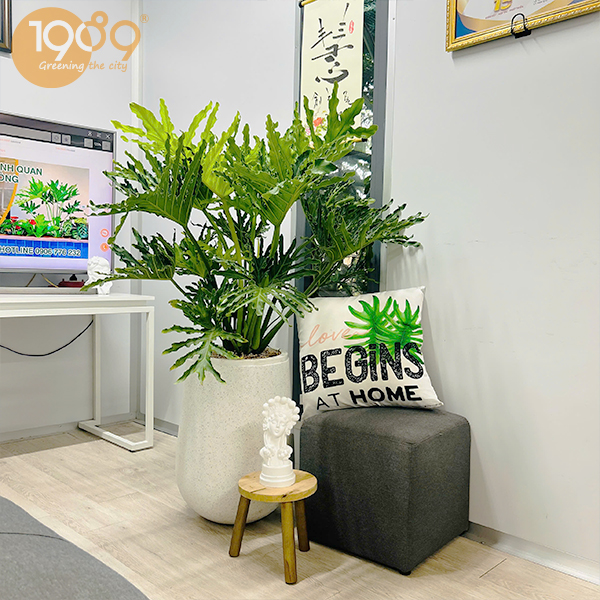 chậu cây xanh quà tặng 20/10