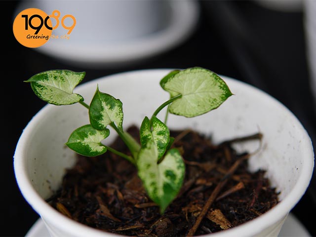 cây trầu bà trắng phong thủy trong nhà ở