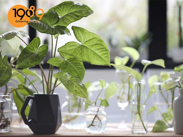 cây tróc bạc phong thủy cây để bàn