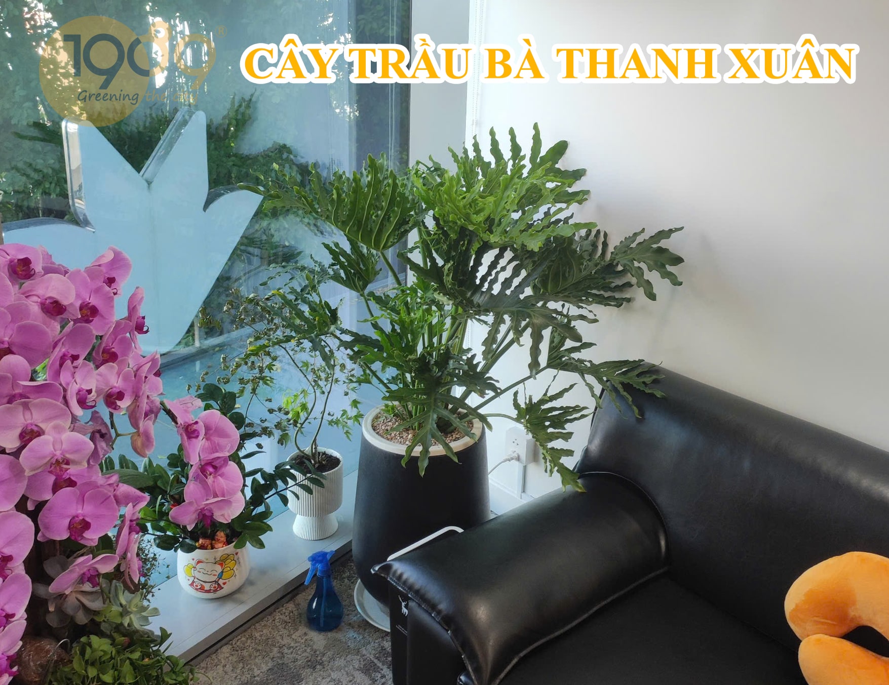 Cây Trầu Bà Thanh Xuân – Xanh tươi, mềm mại
