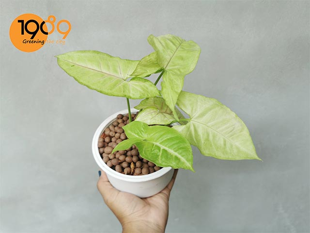 cây tróc bạc thủy sinh 2
