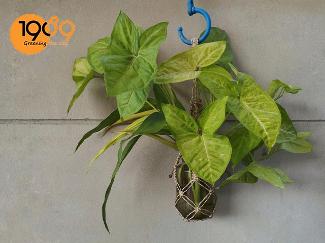 chậu cây cảnh nội thất cây trầu bà màu trắng