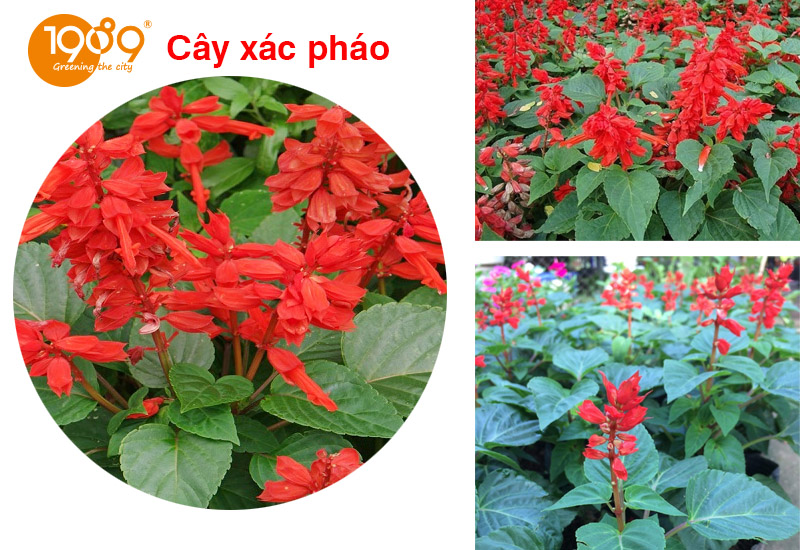 cây Xác Pháo Đỏ: