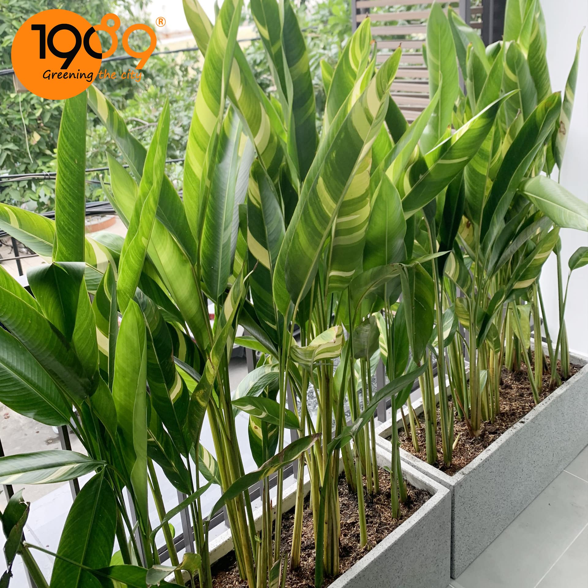 Chậu Xi Măng Đá Mài: Vật Phẩm Quốc Dân Không Thể Thiếu Trong Thiết Kế Kiến Trúc Hiện Đại