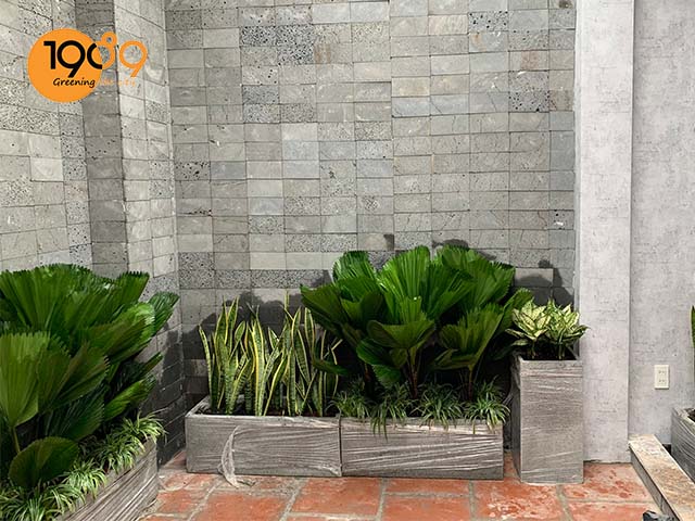 cây xanh cho quán ăn chay