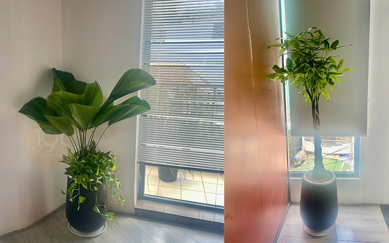 Cây để sàn cho nhà thiếu sáng: 12 lựa chọn xanh mát và bí quyết chăm sóc bất bại