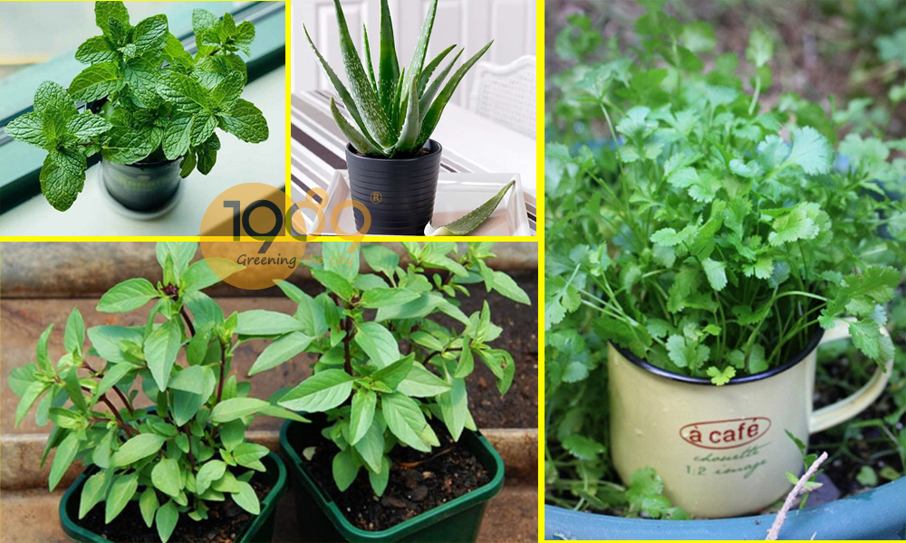 Cây xanh nội thất: Biến góc nhà thành ốc đảo xanh mát