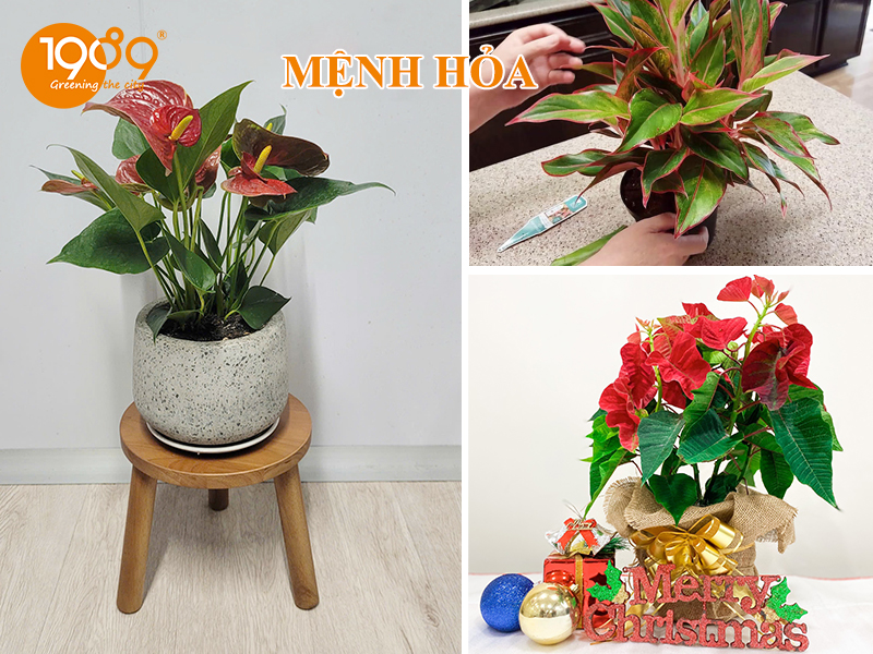 Chạm Tới Vượng Khí: Chọn Cây Để Sàn Theo Mệnh Để Hút Tài Lộc